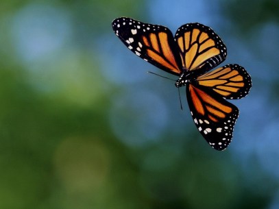 flying-butterfly-4a